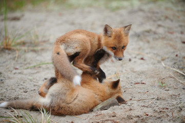 Wild baby red foxes playing together at the beach, June 2020, Nova Scotia, Canada
