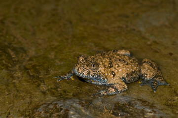 Apennine yellow-bellied toad (Bombina pachypus), Liguria, Italy.