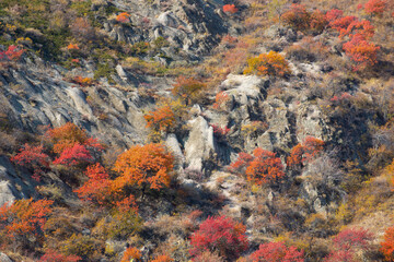 Obraz na płótnie Canvas Colorful mountain rocks cover with vegetation in autumn