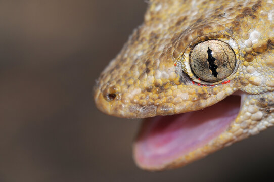 Common wall gecko (Tarentola mauritanica) portrait.