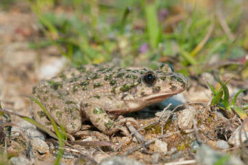 Parsley frog (Pelodytes punctatus), Liguria, Italy.