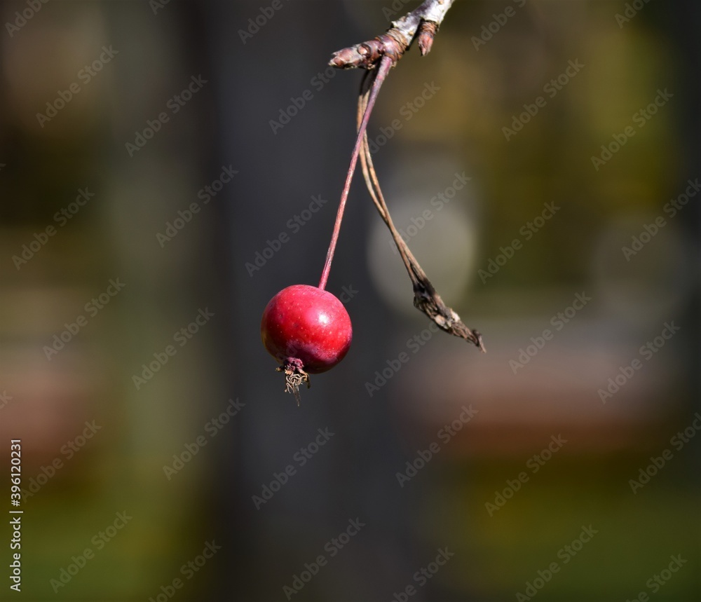 Wall mural red cherries on a branch