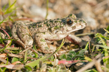 Parsley frog (Pelodytes punctatus), Liguria, Italy.