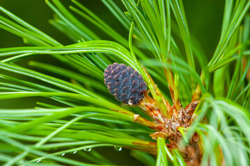 Young growing pine cone on a coniferous green branch