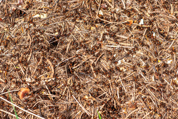 Colony of red forest ants close up