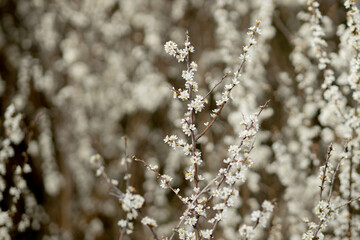 Fielding white flowers blooming in a field. Background flowering, selective focus