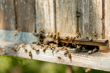 A close-up view of the working bees bringing flower pollen to the hive on its paws. Honey is a...