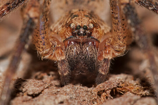 False wolf spider (Zoropsis spinimana).