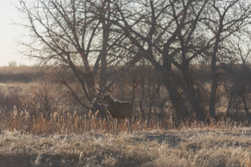 Mule Deer Buck in Colorado During the Rut in Autumn