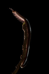 Millipede (Diplopoda)