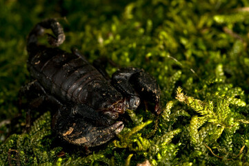 Small wood scorpion (Euscorpius italicus), Italy.