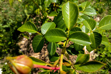 Pink Rose flower bloom on background blurry roses in roses garden.
