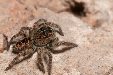 Jumping spider (Philaeus chrysops).
