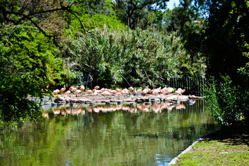 Fototapeta na wymiar Flamingos.