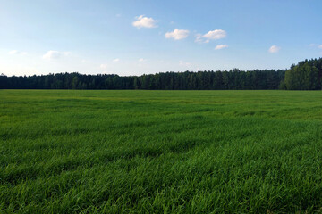 Fototapeta premium A green young field is visible on a sunny spring or summer day.