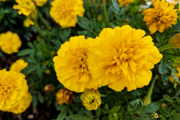 Marigold yellow of the family Asteraceae, or Compositae family.