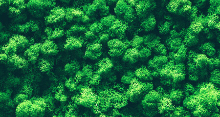 Reindeer moss wall, green wall decoration Cladonia rangiferina interior mock up textured