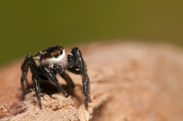 Jumping spider (Phlegra bresnieri), Italy.