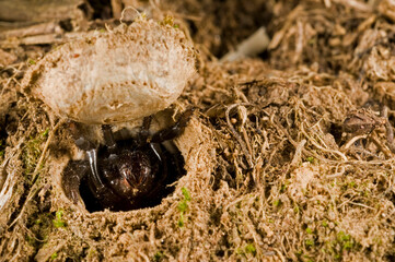 Trapdoor spider (Cteniza moggridgei) inside its burrow, Liguria, Italy.