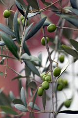 Olive fruits growing on an olive tree branch