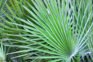 Green Palm Branch close-up, used as background or texture