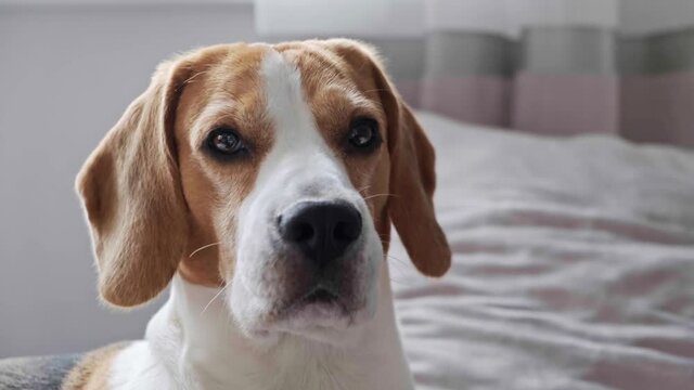 Beagle dog closup indoors. Tricolour animal head shot closeup in 4K. Canine theme
