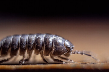 Dactylopius coccus, el rojo cochinilla anteriormente nuestros ancestros utilizaban a estos insectos para producir el pigmento rojo usado en muchas de nuestras prendas