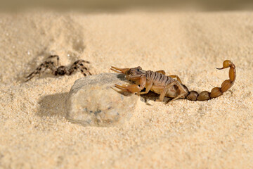 escorpión sobre la arena del desierto 