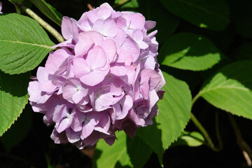A close up of pink Hydrangea macrophylla (bigleaf, French, lacecap or mophead hydrangea, penny mac) in the garden, top view, copy space. The light purplish pink hortensia with large flowers