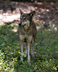 Naklejka na ściany i meble Red Wolf Stock Photos. Endangered species. Wolf Image. Wolf Picture. Wolf Portrait. Red Wolf walking in the field with a close up viewing in its environment and habitat with a blur background. 