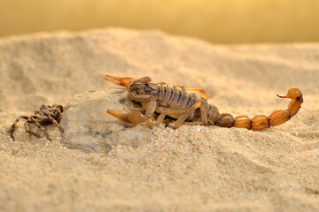 escorpión sobre la arena del desierto 