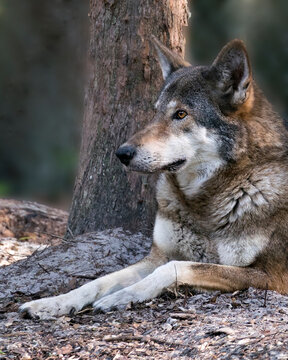 Wolf stock photos. Red Wolf head shot close-up profile view displaying brown fur, head, with a blur background in its environment and habitat. Wolf Image. Picture. Portrait. Endangered species.