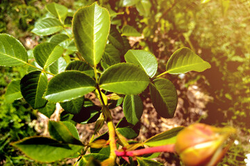 Obraz premium Beautiful rose flowers bunch in the garden.