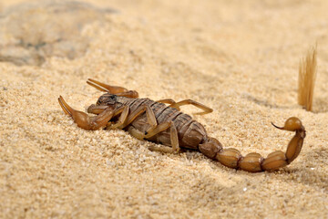 escorpión sobre la arena del desierto 