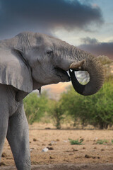 Fototapeta na wymiar Elephant drinking from a waterhole in a national park in Africa