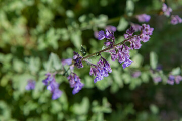 Lemon balm (Melissa officinalis) blooming in a garden