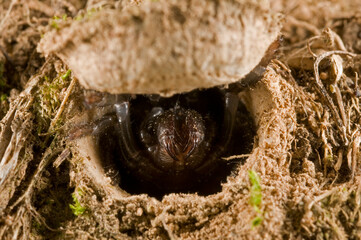 Trapdoor spider (Cteniza moggridgei) inside its burrow, Liguria, Italy.