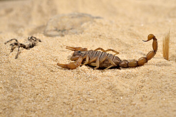escorpión sobre la arena del desierto 