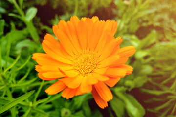 Flower with leaves Calendula, garden or English marigold on blurred green background. Close up of Medicinal Calendula herb.