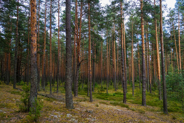 Beautiful scenery of morning sunlight illuminating through trees in forest.