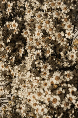 Flat lay, top view. Floral pattern with small chamomile daisy flowers. Spring or summer concept. A background with flowers.