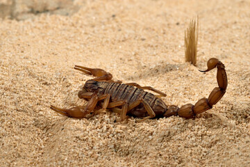escorpión sobre la arena del desierto 