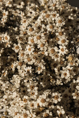 Beautiful chamomile daisy flowers bouquet pattern. Closeup bloom, blossom texture background.