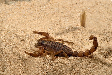 escorpión sobre la arena del desierto 