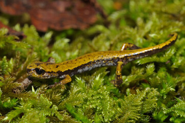 North-west italian cave salamander (Hydromantes strinatii), Apennine mountains, Italy.