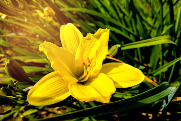 Fototapeta premium Yellow lily flowers in the garden, nature.