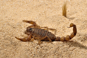escorpión sobre la arena del desierto 
