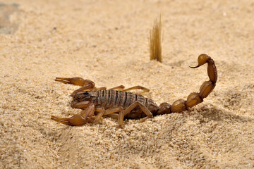 escorpión sobre la arena del desierto 