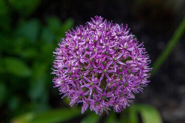 Giant Onion (Allium Giganteum) blooming in a garden	
