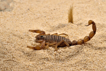 escorpión sobre la arena del desierto 